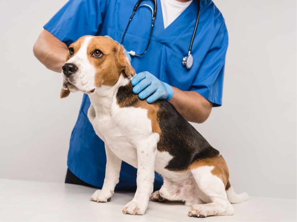 Veterinary & Animal Care